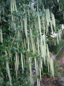 Cold hardy Garrya elliptica 'James Roof'