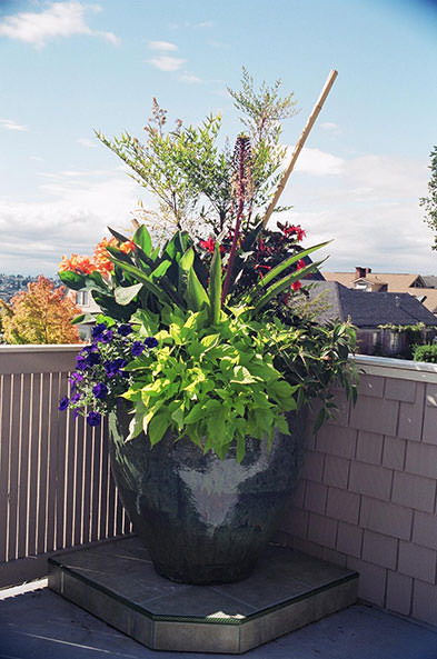 Patio Container Gardening