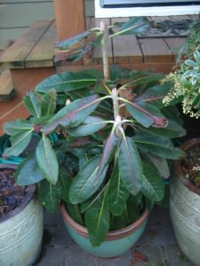 Rhodedendron sinogrande frost damage