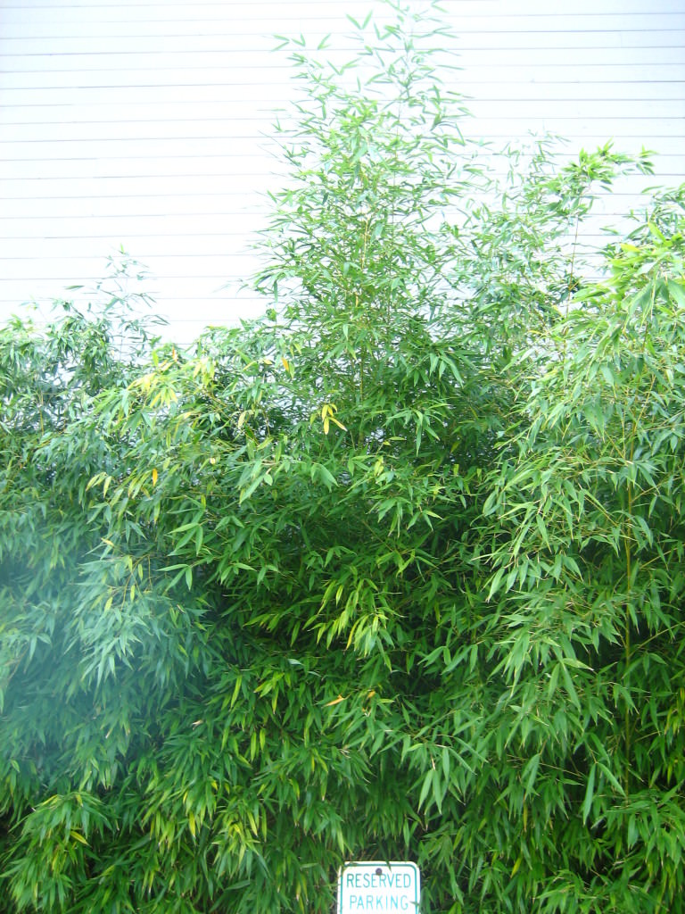 bamboo pots in Seattle WA