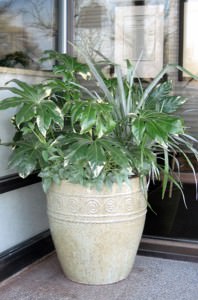 winter container garden